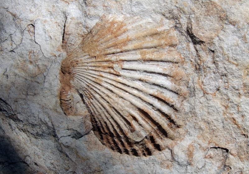 Fossil in Sandstone DSCF1682.jpg