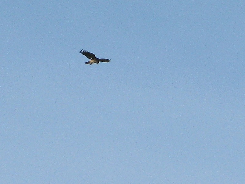 IMG_2161.JPG
