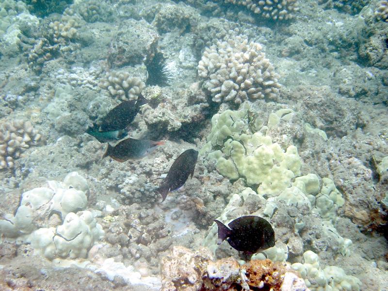 IMGP1803.jpg