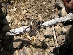 20090614BoneyWildernessLoop041.jpg