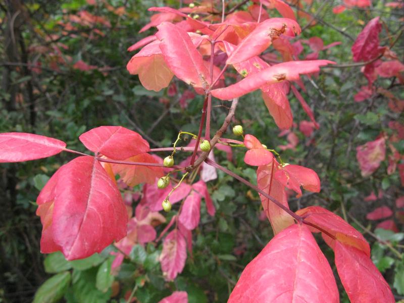 IMG_3788.jpg
