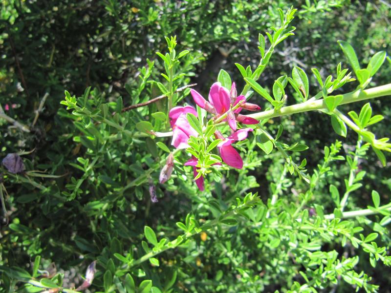 IMG_9835.jpg