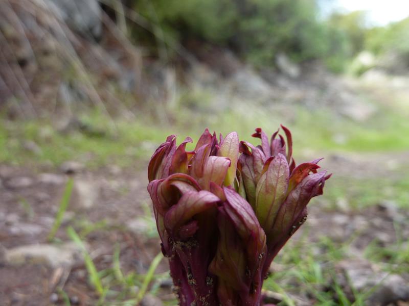 P1050925.jpg