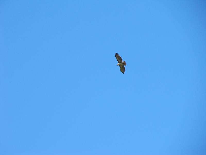 IMG_5296.jpg