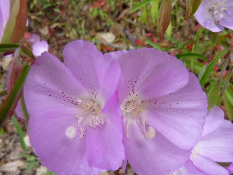 P1080334.jpg