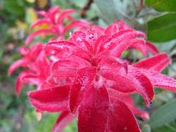 IMG_6209.jpg