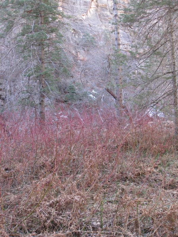 IMG_9629.jpg