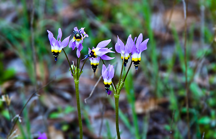 AShooting Star Flowers.jpg