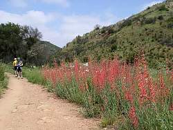 Redflowers1.jpg
