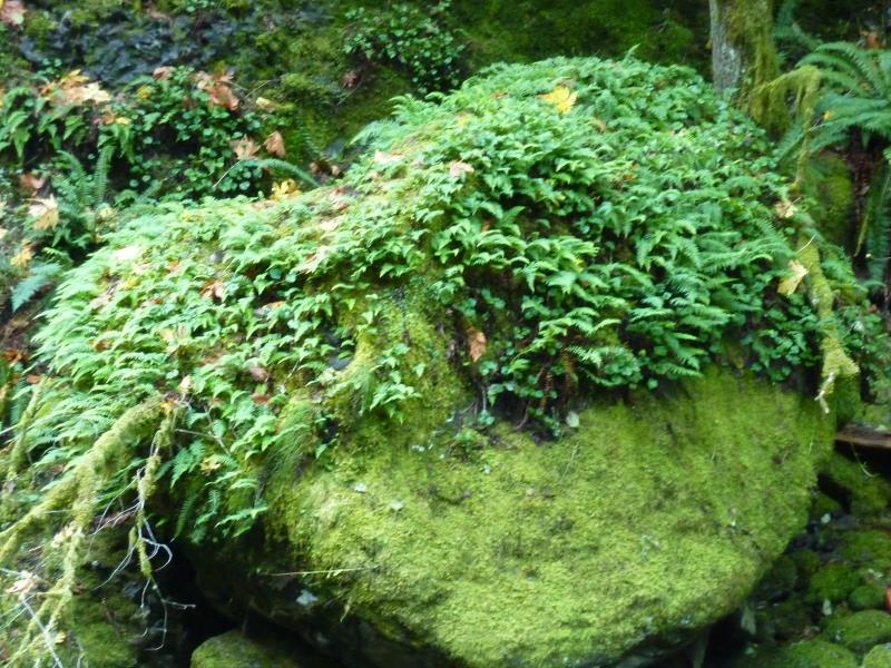 P1050215.jpg