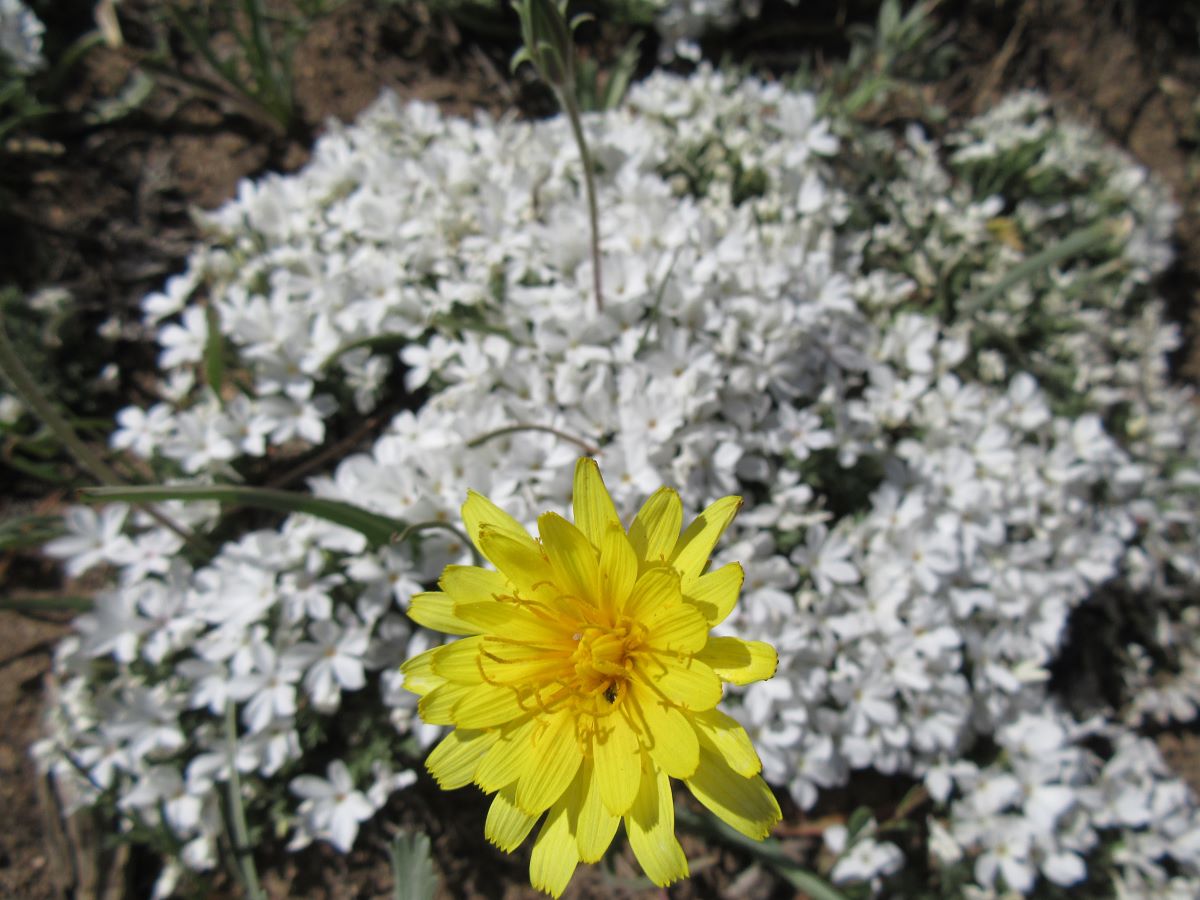 IMG_3868.jpg