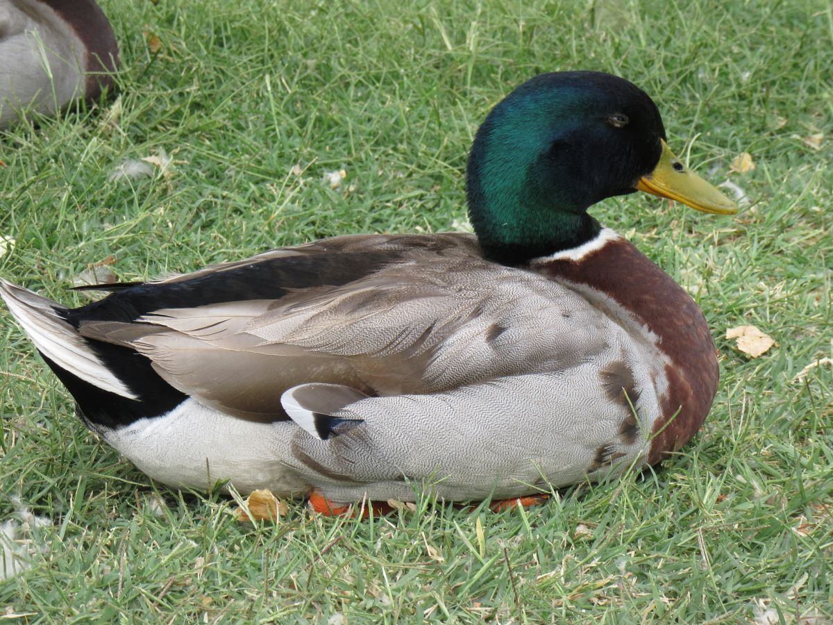 IMG_3936.jpg