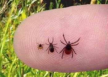 Western black-legged tick, Ixodes pacificus. From left: nymph, adult male, adult female.