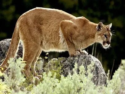 Mountain Lion Safety In Conejo Open Spaces